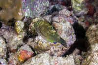 Canthigaster amboinensis (Ambon Toby)