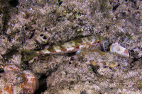 Mulloidichthys flavolineatus (Yellowstripe Goatfish)