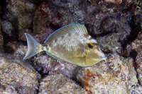 Naso unicornis (Bluespine Unicornfish)