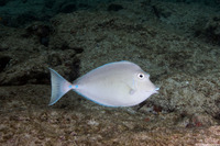 Naso unicornis (Bluespine Unicornfish)