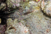 Pristiapogon kallopterus (Iridescent Cardinalfish)