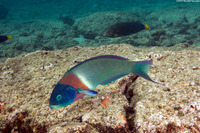 Thalassoma duperrey (Saddle Wrasse)