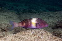 Parupeneus insularis (Island Goatfish)