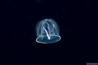 Class Enteropneusta (Larval Acorn Worm)