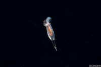 Cuvierina columnella (Cuvierina columnella)