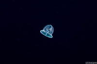 Class Enteropneusta (Larval Acorn Worm)