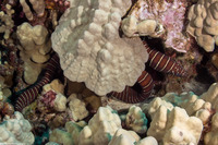 Gymnomuraena zebra (Zebra Moray)