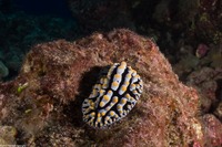 Phyllidia varicosa (Varicose Phyllidia)