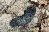 Holothuria whitmaei (Teated Sea Cucumber)