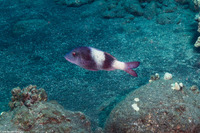 Parupeneus insularis (Island Goatfish)