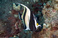 Zanclus cornutus (Moorish Idol)