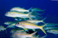 Mulloidichthys vanicolensis (Yellowfin Goatfish)
