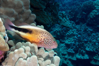 Paracirrhites forsteri (Freckled Hawkfish)