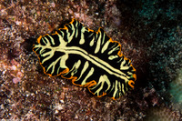 Pseudoceros dimidiatus (Divided Flatworm)