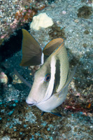 Acanthurus leucopareius (Whitebar Surgeonfish)