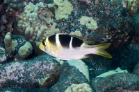 Monotaxis grandoculis (Humpnose Bigeye Bream)