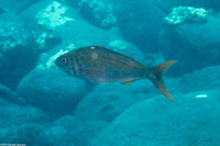 Aphareus furca (Smalltooth Jobfish)