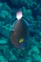 Melichthys vidua (Pinktail Triggerfish)