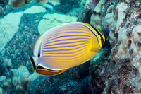 Chaetodon lunulatus (Redfin Butterflyfish)