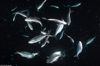 Selar crumenophthalmus (Bigeye Scad)