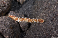 Holothuria hilla (Light-Spotted Sea Cucumber)