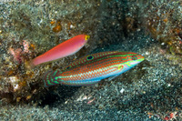 Halichoeres ornatissimus (Ornate Wrasse)