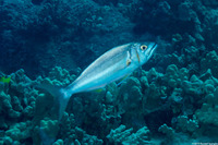 Aphareus furca (Smalltooth Jobfish)