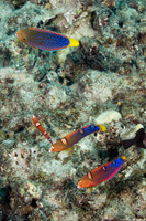 Coris gaimard (Yellowtail Coris)