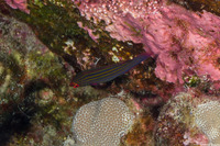 Pseudocheilinus tetrataenia (Fourline Wrasse)