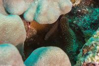 Pherecardia striata (Lined Fireworm)