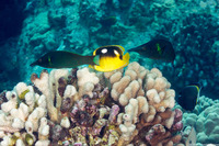 Gomphosus varius (Bird Wrasse)