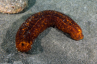 Bohadschia paradoxa (Paradoxical Sea Cucumber)