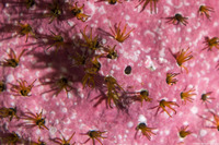 Dodecaceria concharum (Coralline Fringed Tube Worm)