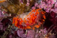 Limacia cockerelli (Cockerell's Dorid)