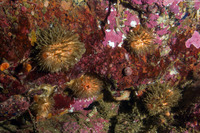 Halocynthia igaboja (Bristly Tunicate)