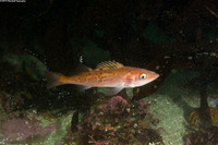 Sebastes paucispinis (Bocaccio)