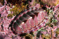 Tonicella lokii (Flame Lined Chiton)