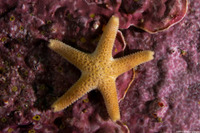 Henricia pumila (Dwarf Mottled Star)