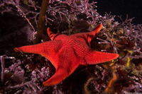Mediaster aequalis (Red Sea Star)