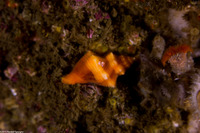 Paciocinebrina barbarensis (Paciocinebrina Barbarensis)