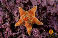 Dermasterias imbricata (Leather Star)