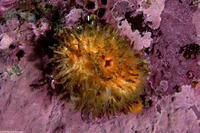 Halocynthia igaboja (Bristly Tunicate)