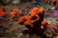 Clathria parthena (Clathria parthena)