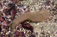 Arenicolidae sp.1 (Lug Worm)