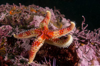 Orthasterias koehleri (Rainbow Star)