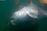 Phoca vitulina (Harbor Seal)
