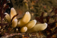 Leucilla nuttingi (Urn Sponge)
