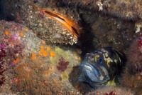 Crassadoma gigantea (Rock Scallop)