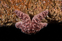 Pisaster ochraceus (Ochre Star)