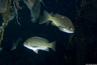 Girella nigricans (Opaleye)